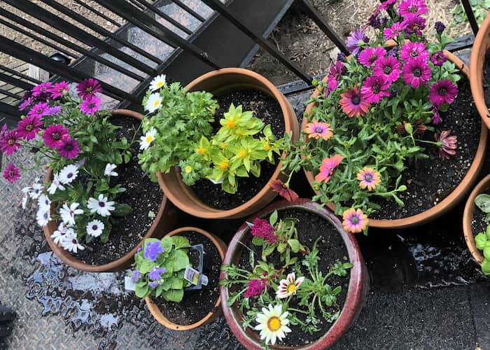 spring flowers