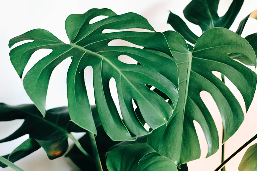 a few large monstera leaves against a well lit white wall