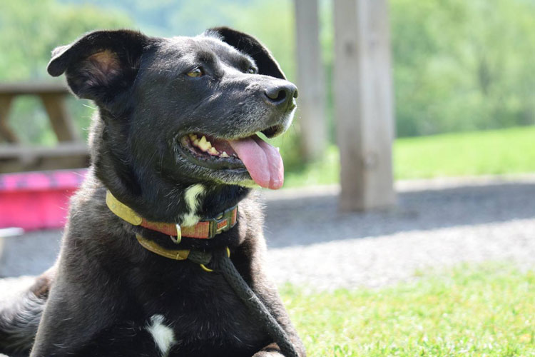 black dog smiling in the sun