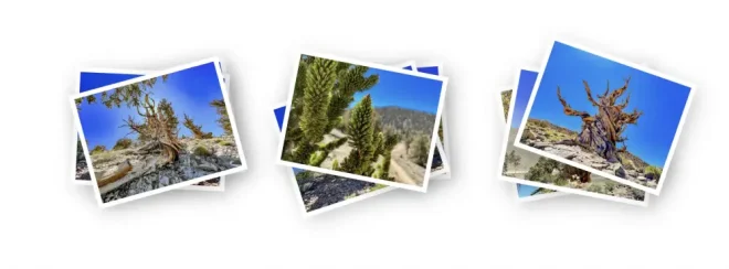 图6：用 CSS random() 掷骰子